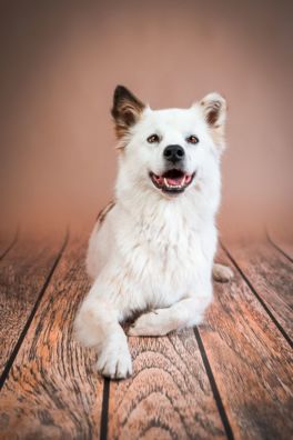 Bild von unserem Hund Ella